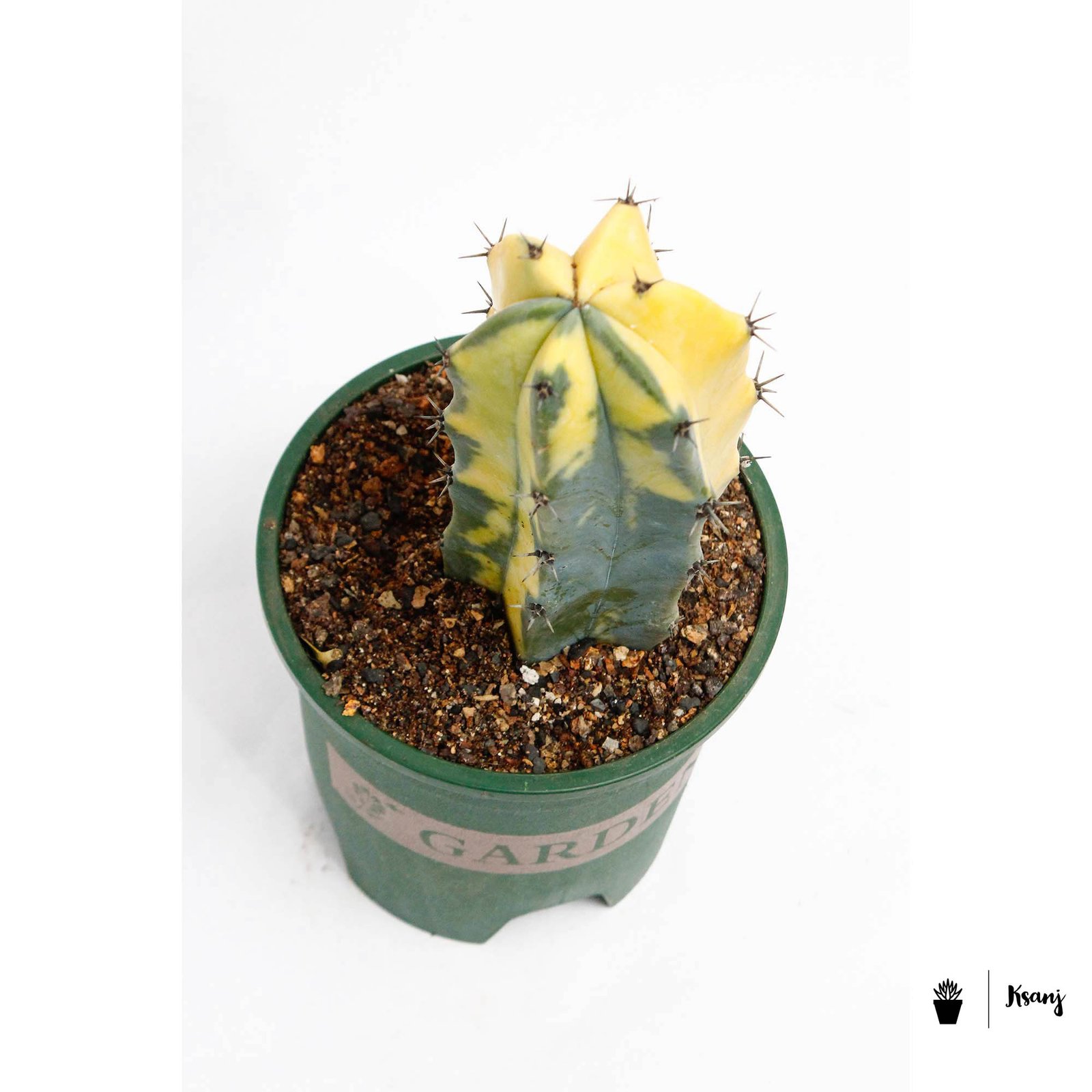 Myrtillocactus geometrizans Variegated 2