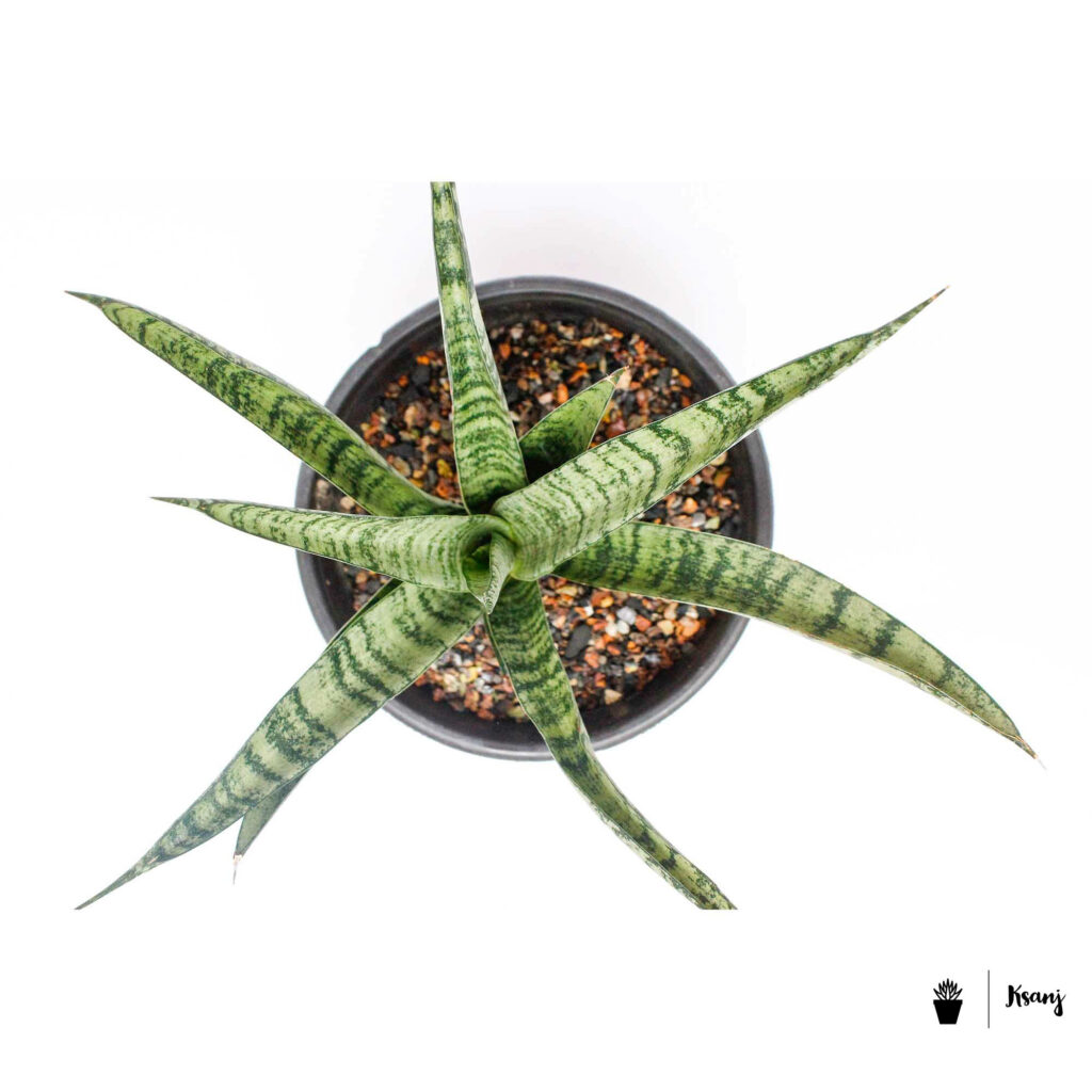 Sansevieria ‘sansiam Moto Ksanj 