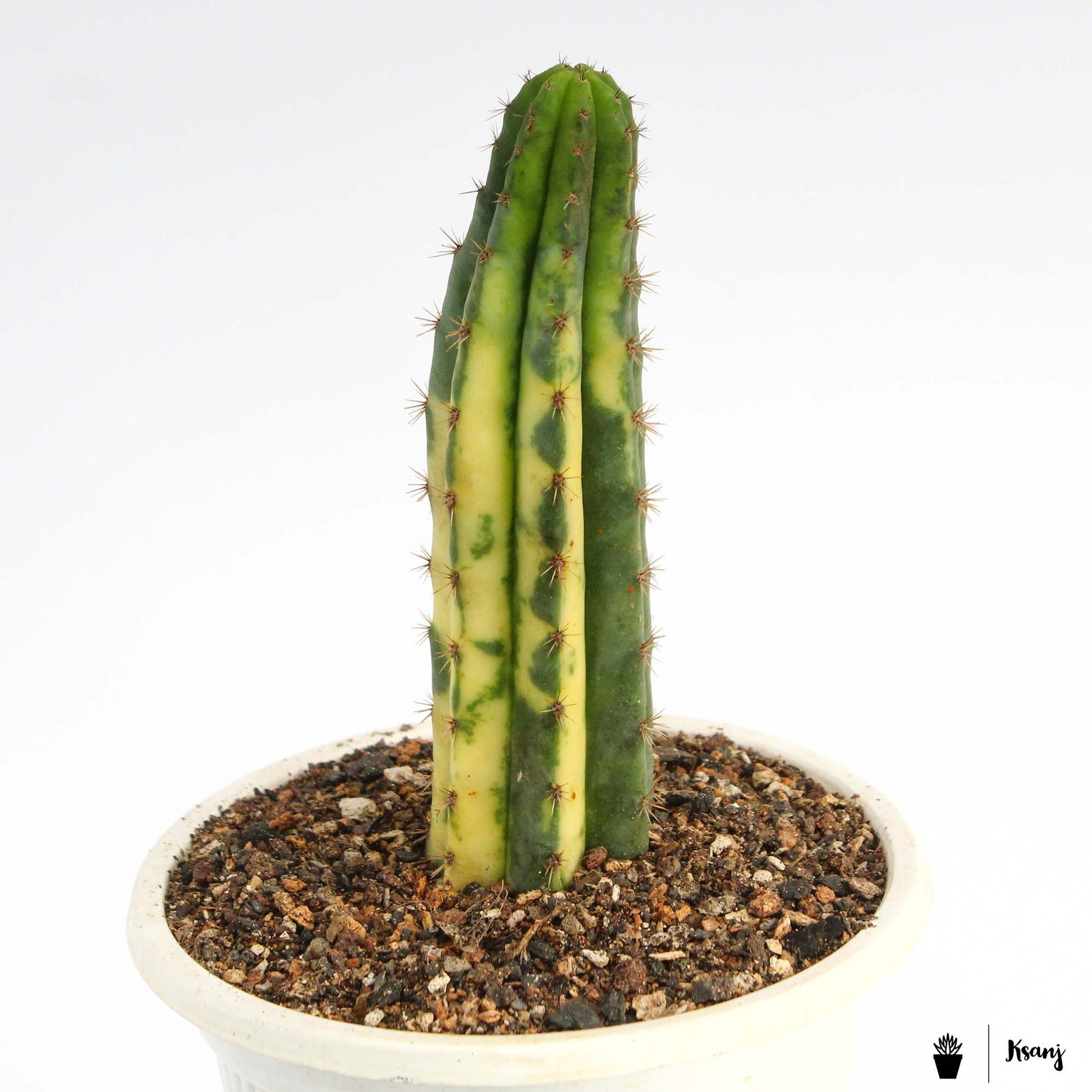 Trichocereus pachanoi f. variegata 1