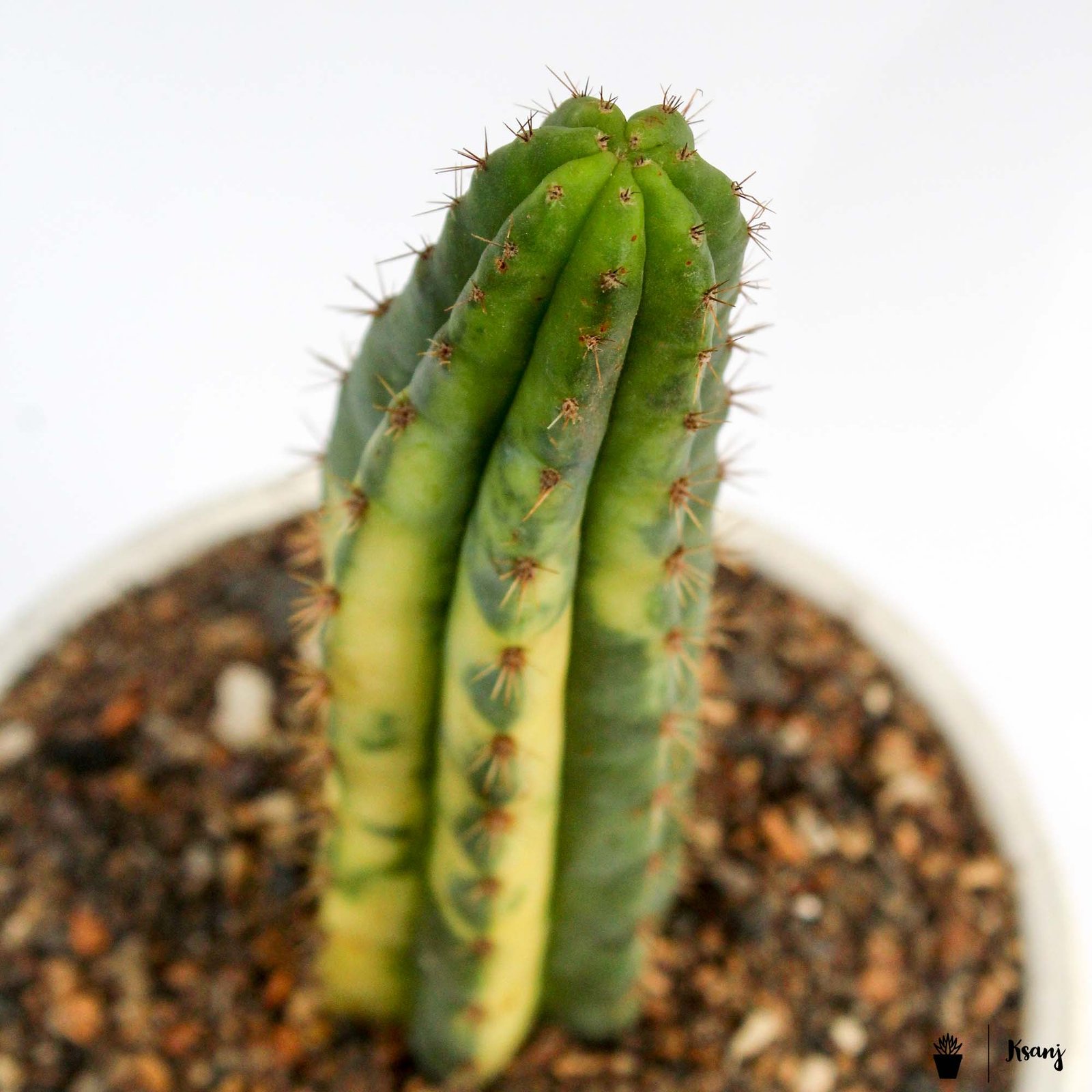 Trichocereus pachanoi f. variegata 2